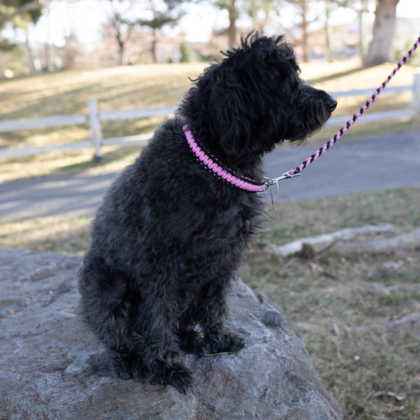 Paracord Glow In The Dark Dog Collar in Pink and Black on black dog sitting in front of a white fence.