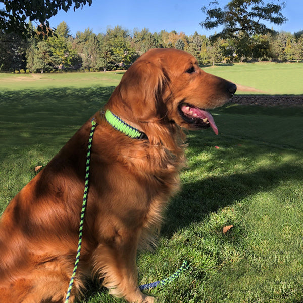 Paracord Glow In The Dark Dog Collar and leash in lime green and black on a golden retriever.