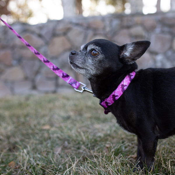 Black chihuahua wearing a pink unicorn dog collar and leash set. 